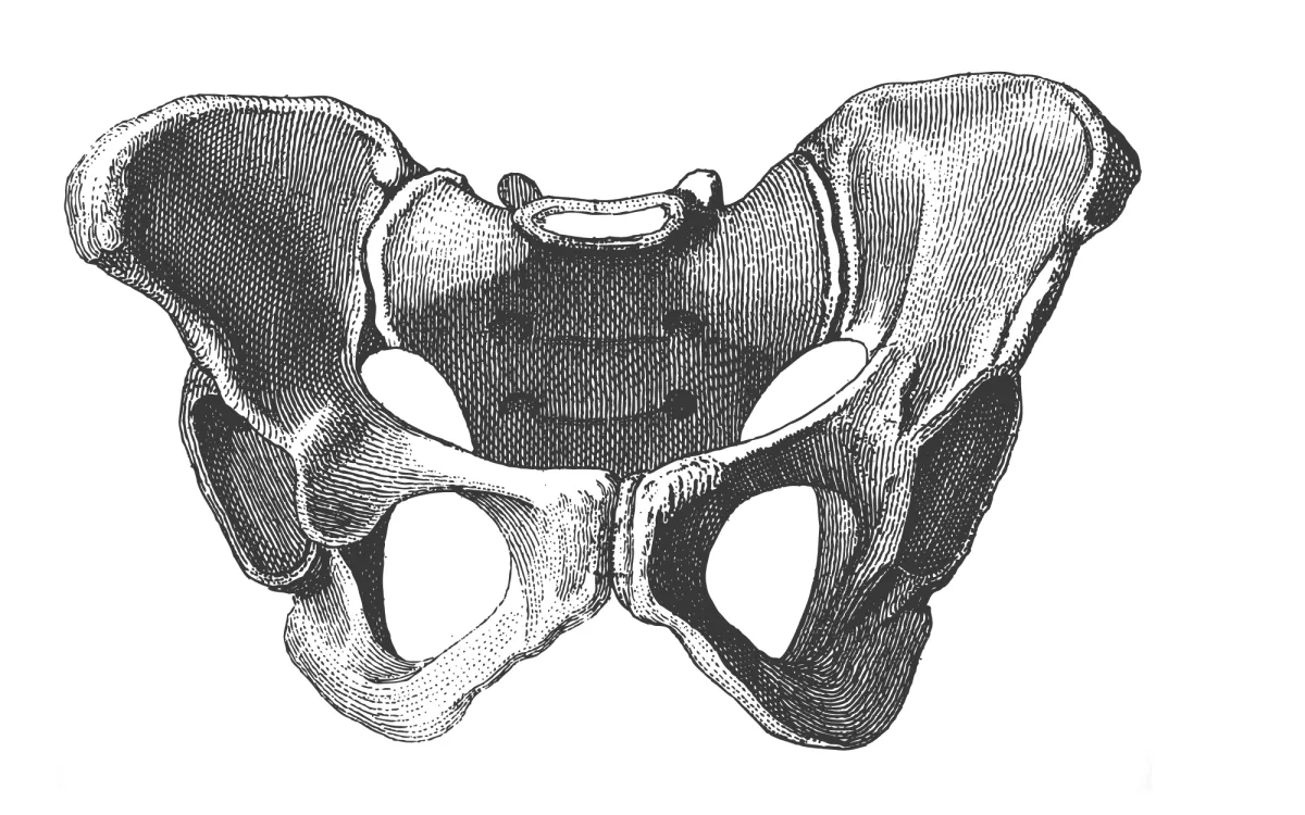 Physiotherapie Johannson - Beckenknochen