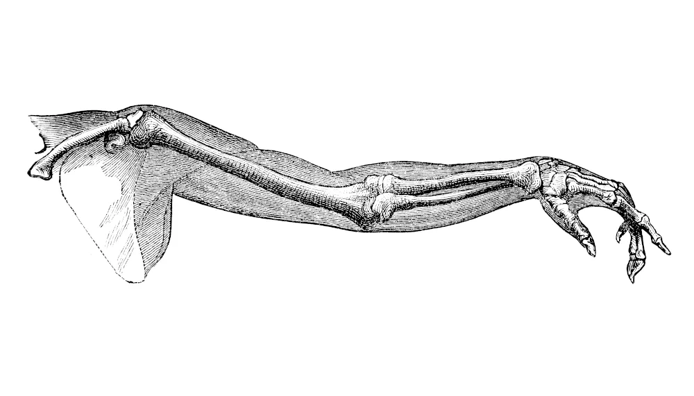 Physiotherapie Johannson - Anatomische Zeichnung eines Armes